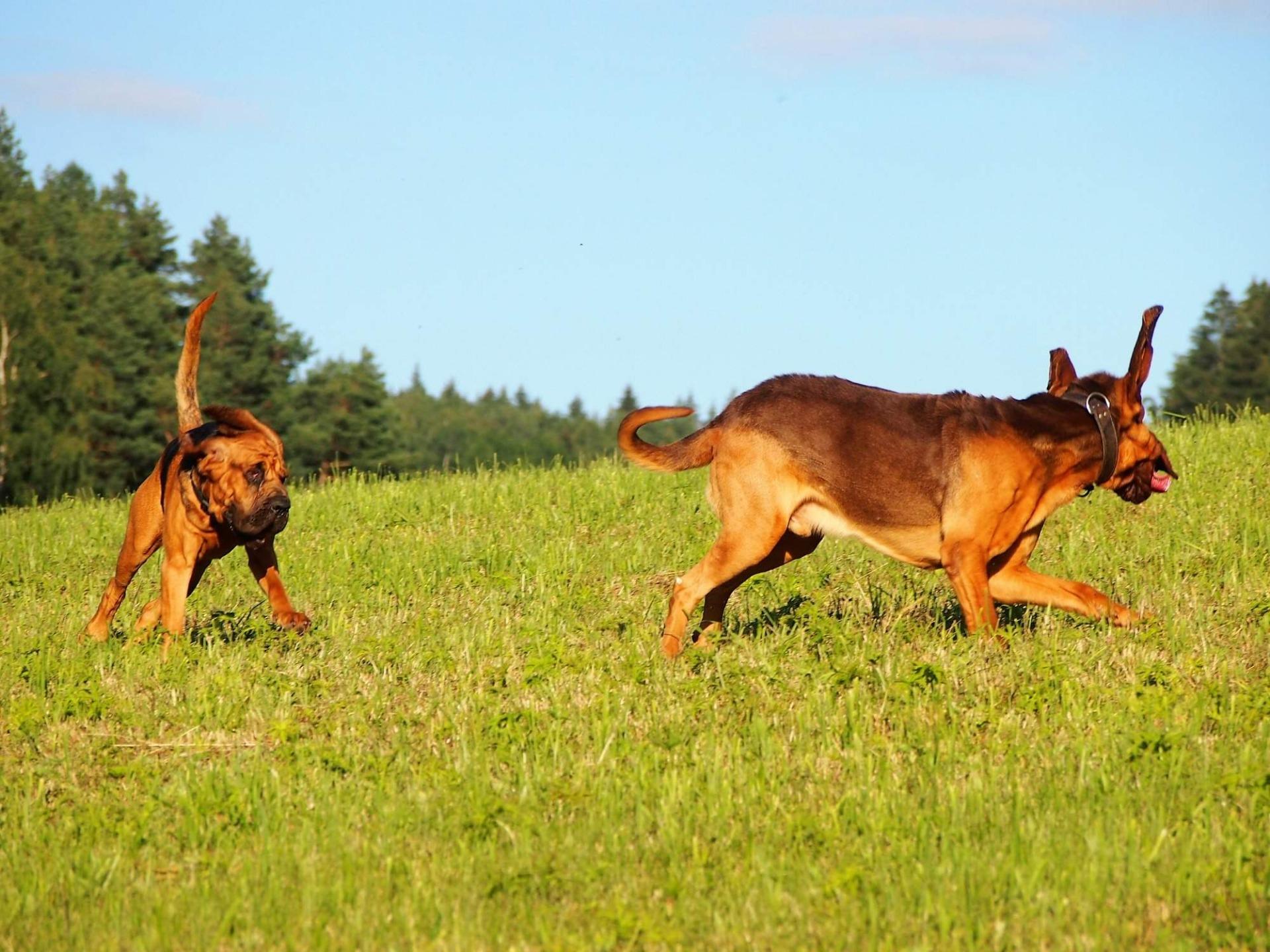 Keysi a Čokoláda, rok 2020